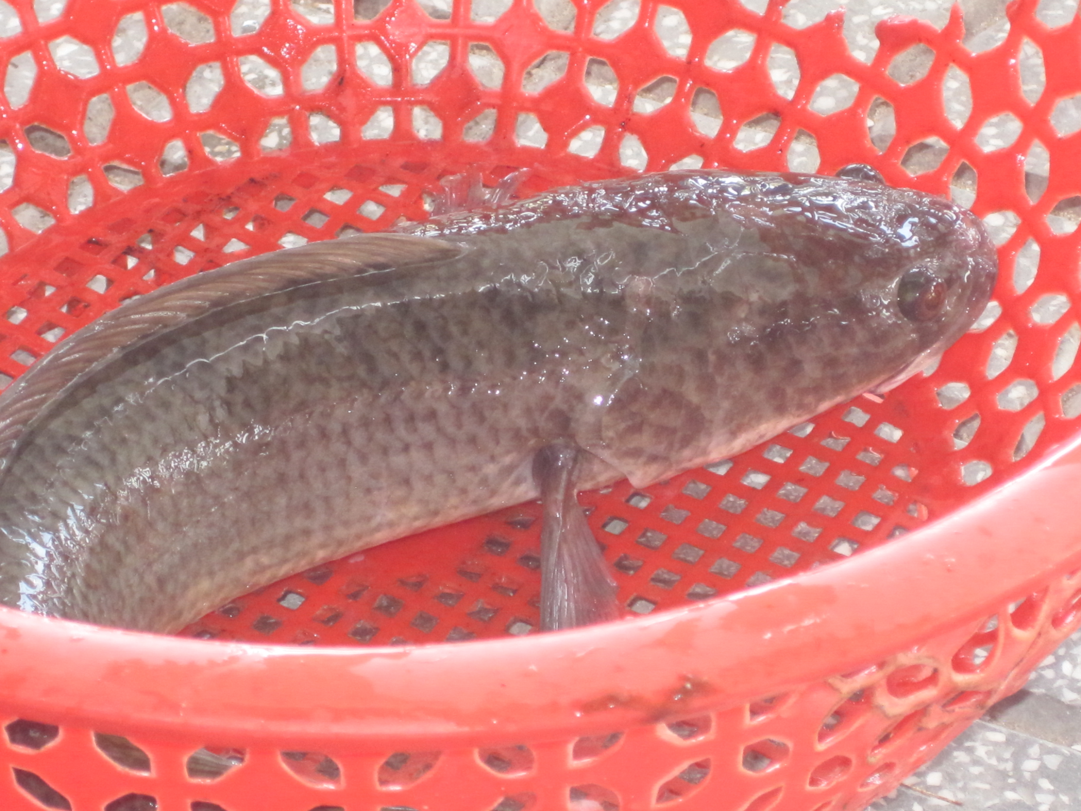 Mitt kommende måltid.