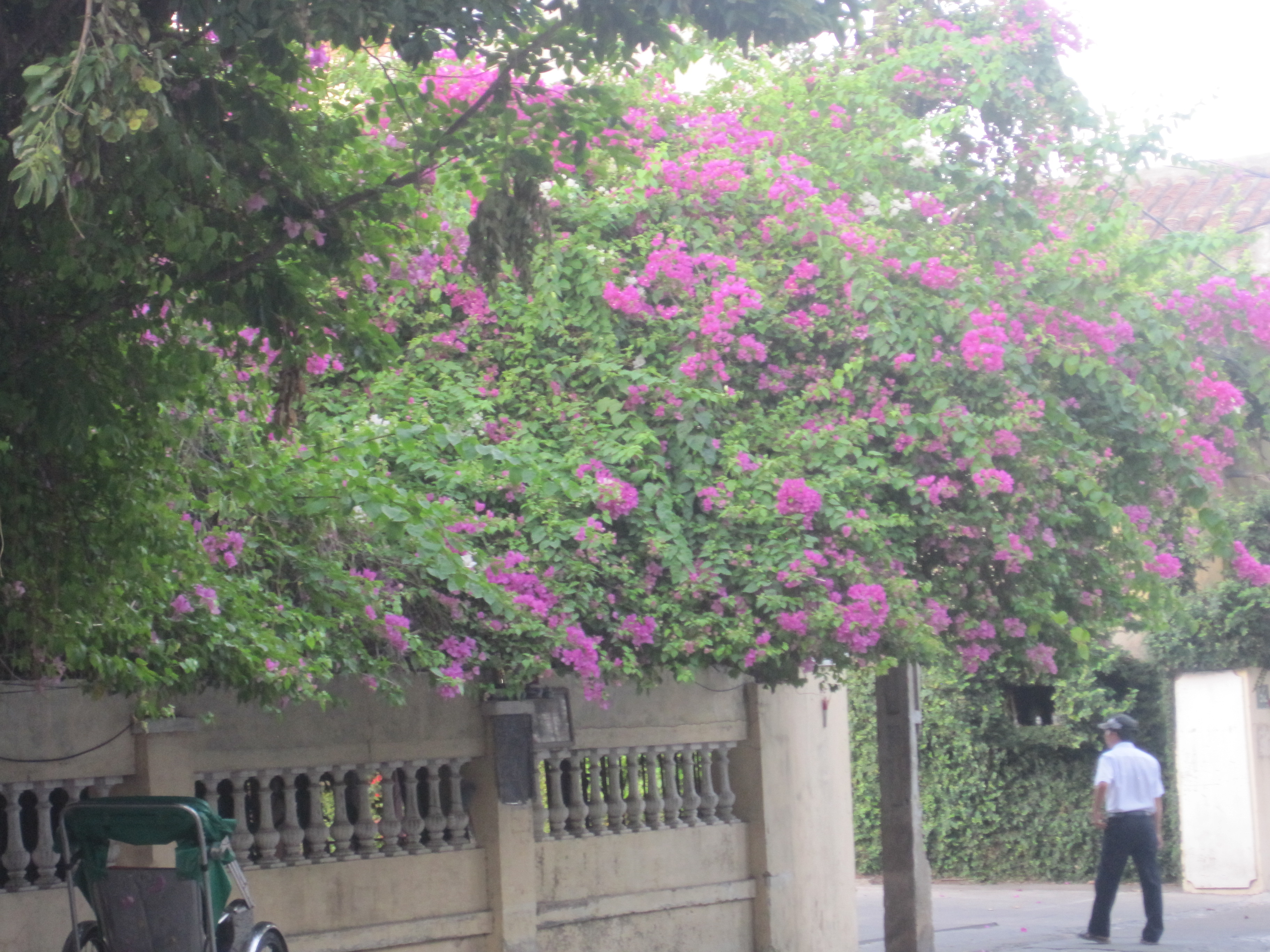 Blomsterprakt i Hoi An City.