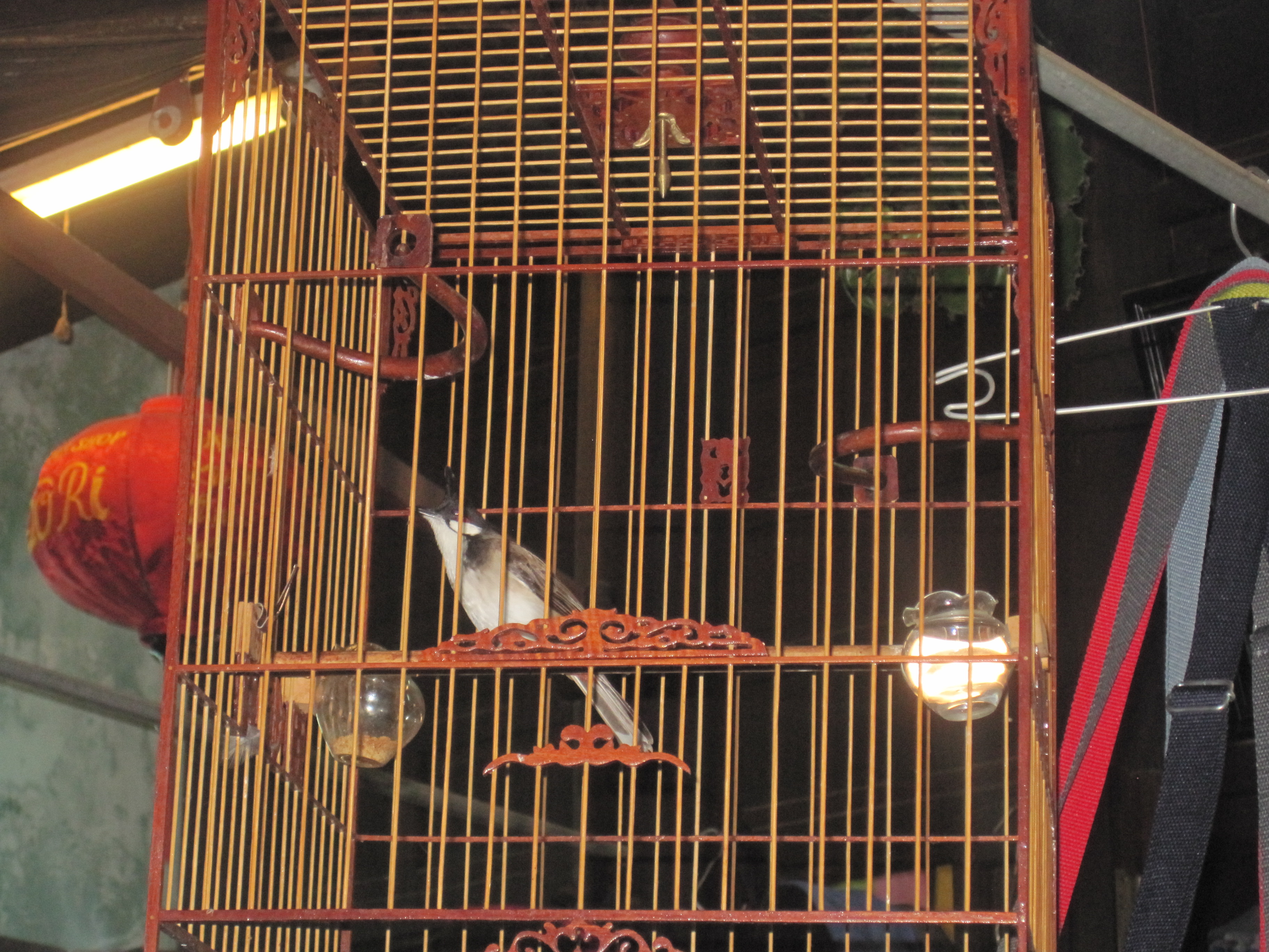 En liten sangfugl :)