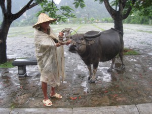 Bonde med oksen sin.