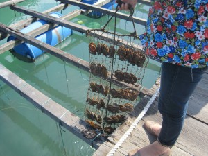 Dyrking av perler. Her østers som er 5 år gamle.
