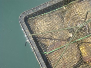 5. år gamle østers.