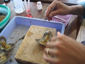 Forberedelse for å putte inn en liten perle som skal vokse seg stor.