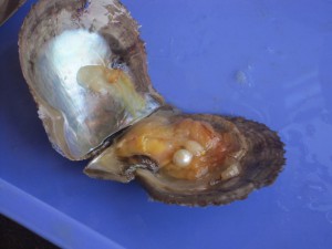 En stor perle i en østers.