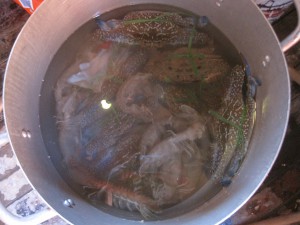 Kommende middagsmat. ;)