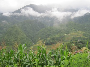 Risen de dyrker i terrassene har de til eget bruk. Ingen eksport!. :)