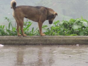 Tilslutt en villhund som spiste gress og spydde opp innmaten.