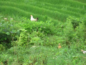 Frittgående høner og kyllinger. :)