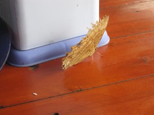 En sommerfugl landet på bordet mitt.