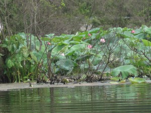 Lotus planter. Dette er Vietnams nasjonalblomst.