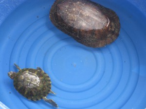 Skillpadder i fangenskap.