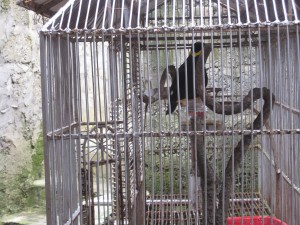 Etter lunsj møtte jeg på denne fuglen ved toalettet. Den sang fint.