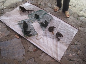 Kanskje dette er skogsekorn. Det var mange fluer rundt de. Men dyrene er levende.