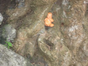 Liten Budha inni en trerot som vokser ved grotten.