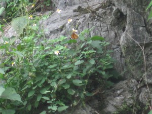 En ganske stor sommerfugl.