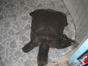 20 år gammel skilpadde utenfor et tempel.