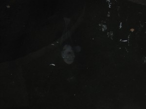 En "leppe-fisk" hvis dere klarer å se det.