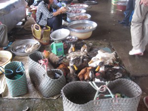 Markedet på land/øy.