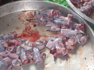 Frosker som er flådd med avkappede hoder. De spreller fortsatt!