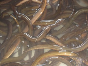 Tror dette er ål og ikke slanger.